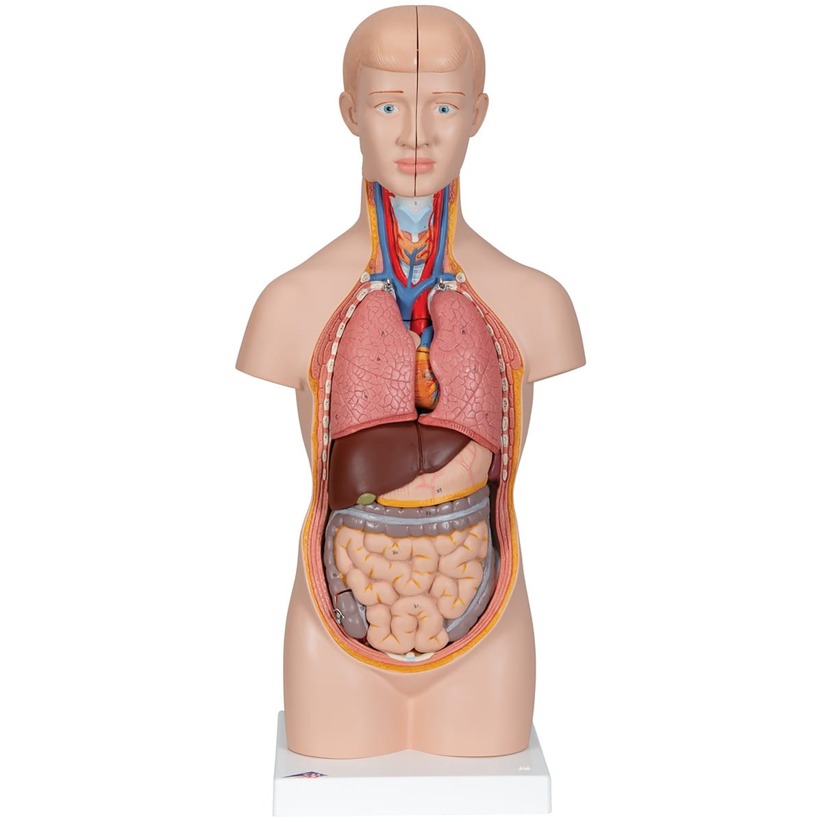 3B Scientific® Half-Size Torso