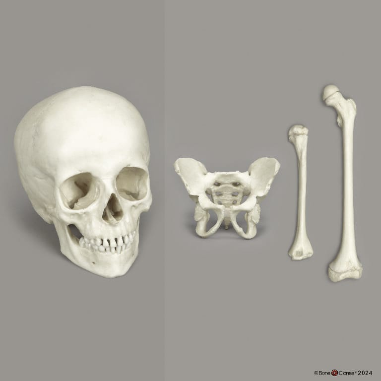 BoneClones® Economy Human Child Comparative Set