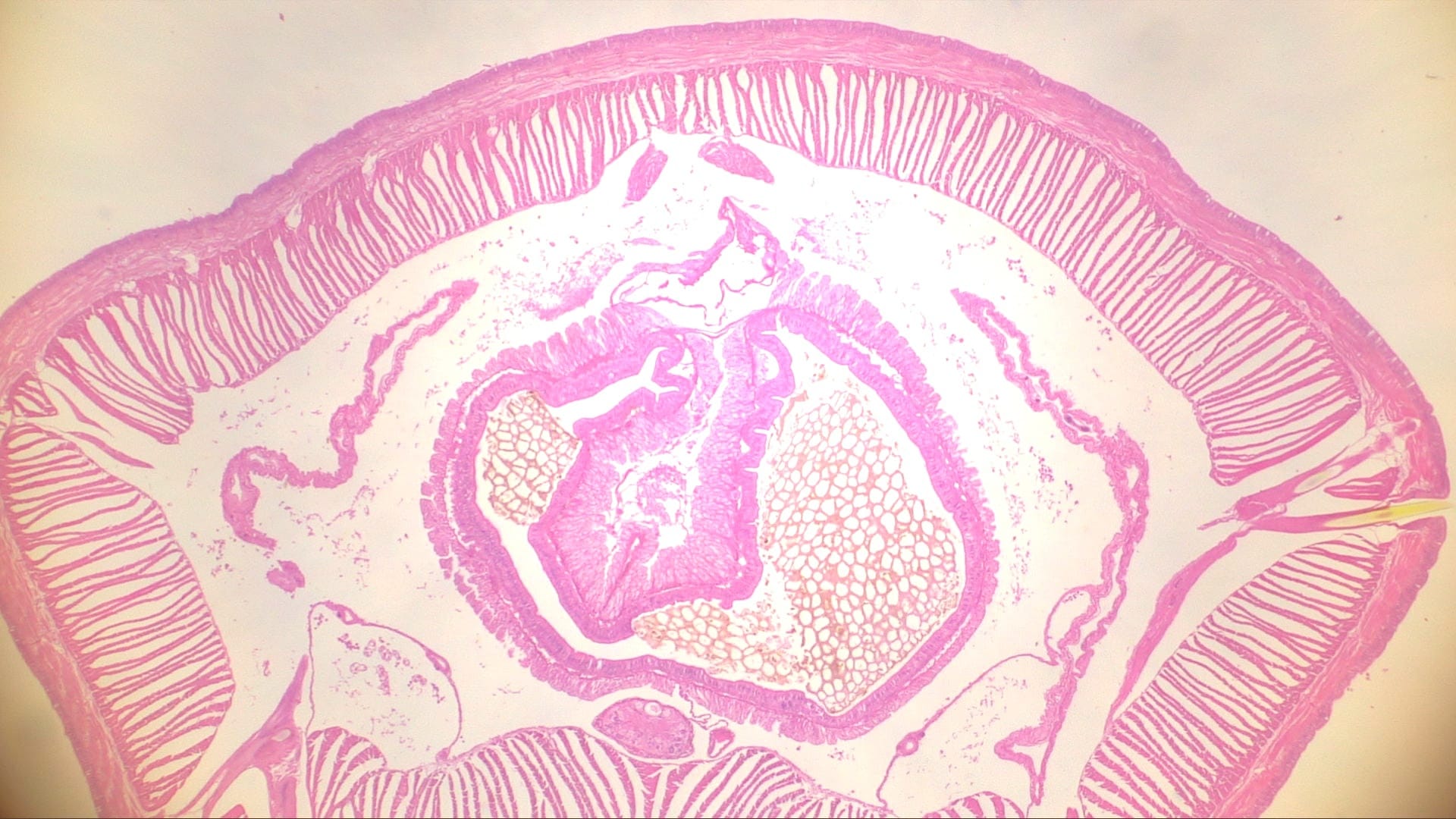 Earthworm, Intestinal Region Slide