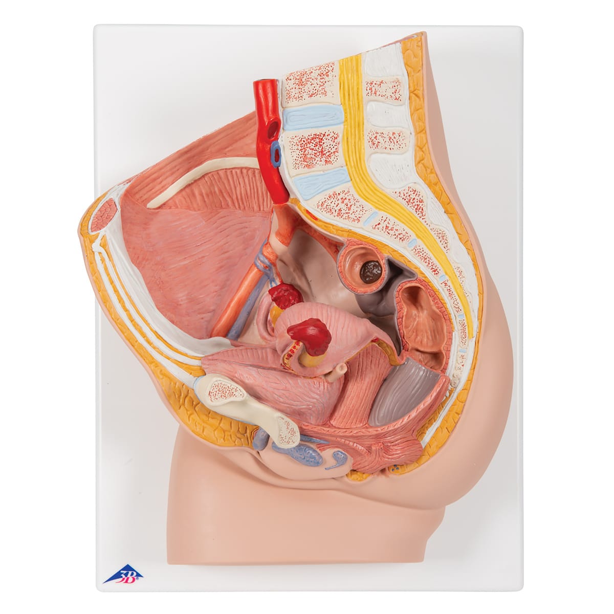 3B Scientific® Pelvic Relief Models