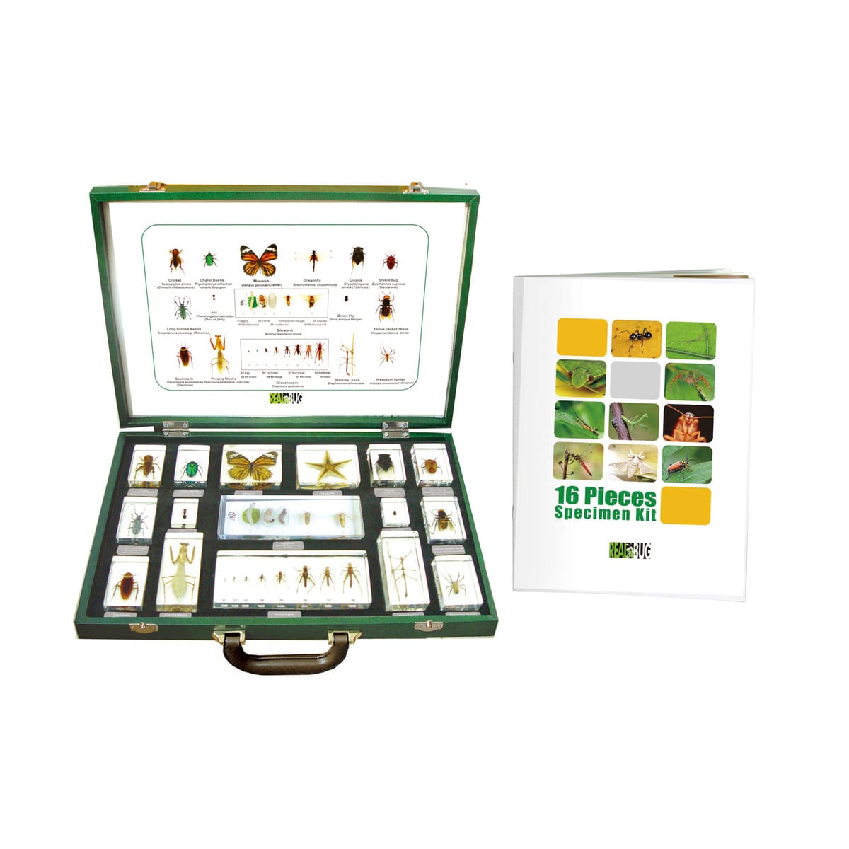 Specimen Plastomount Set, 16 Specimens