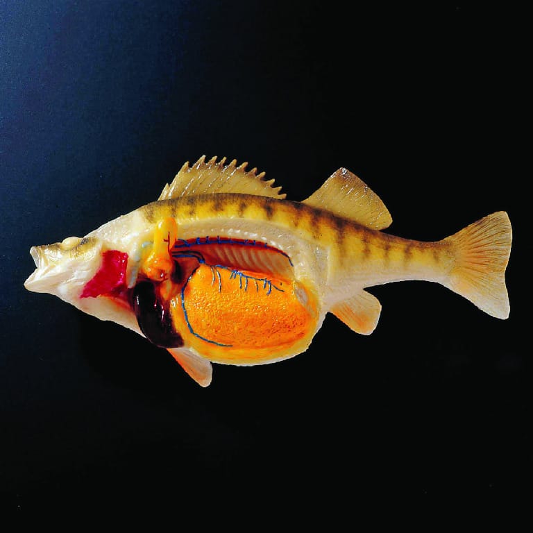 Ward's® Perch Model