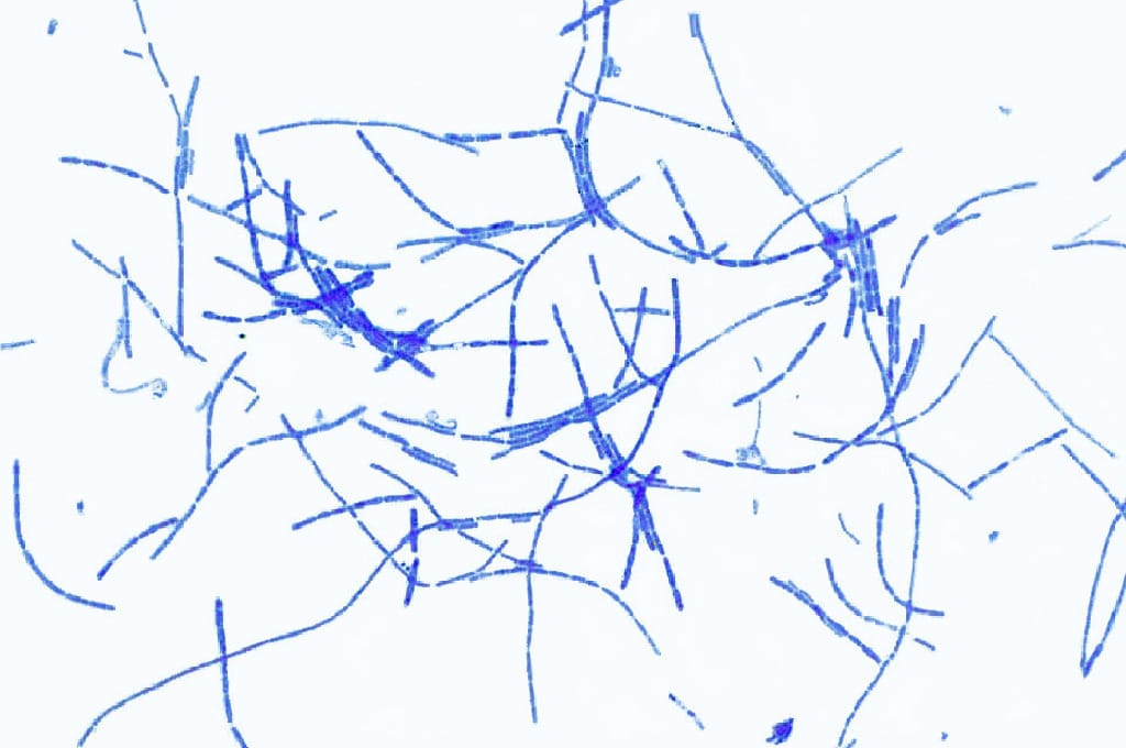 Ward's® Bacterial Form and Structure Slides