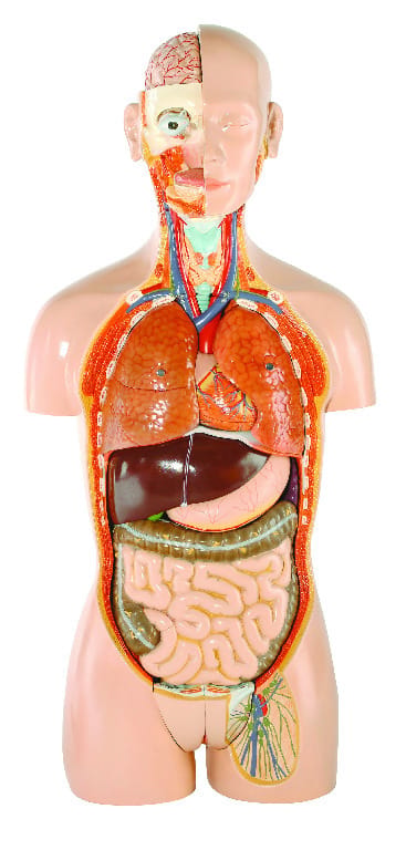 Altay® Dual-Sex Torso Model