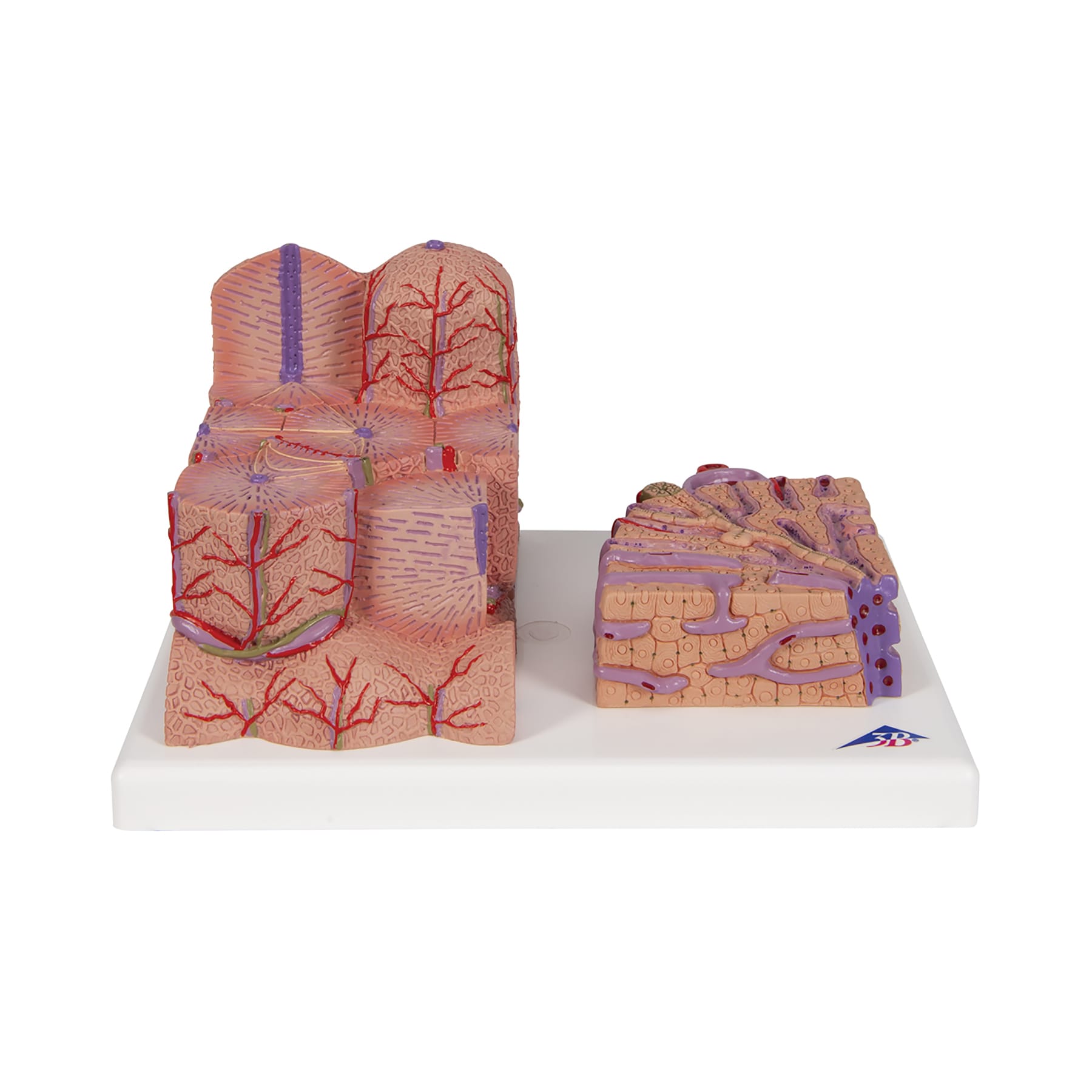 3B Scientific® MICROanatomy™ Liver