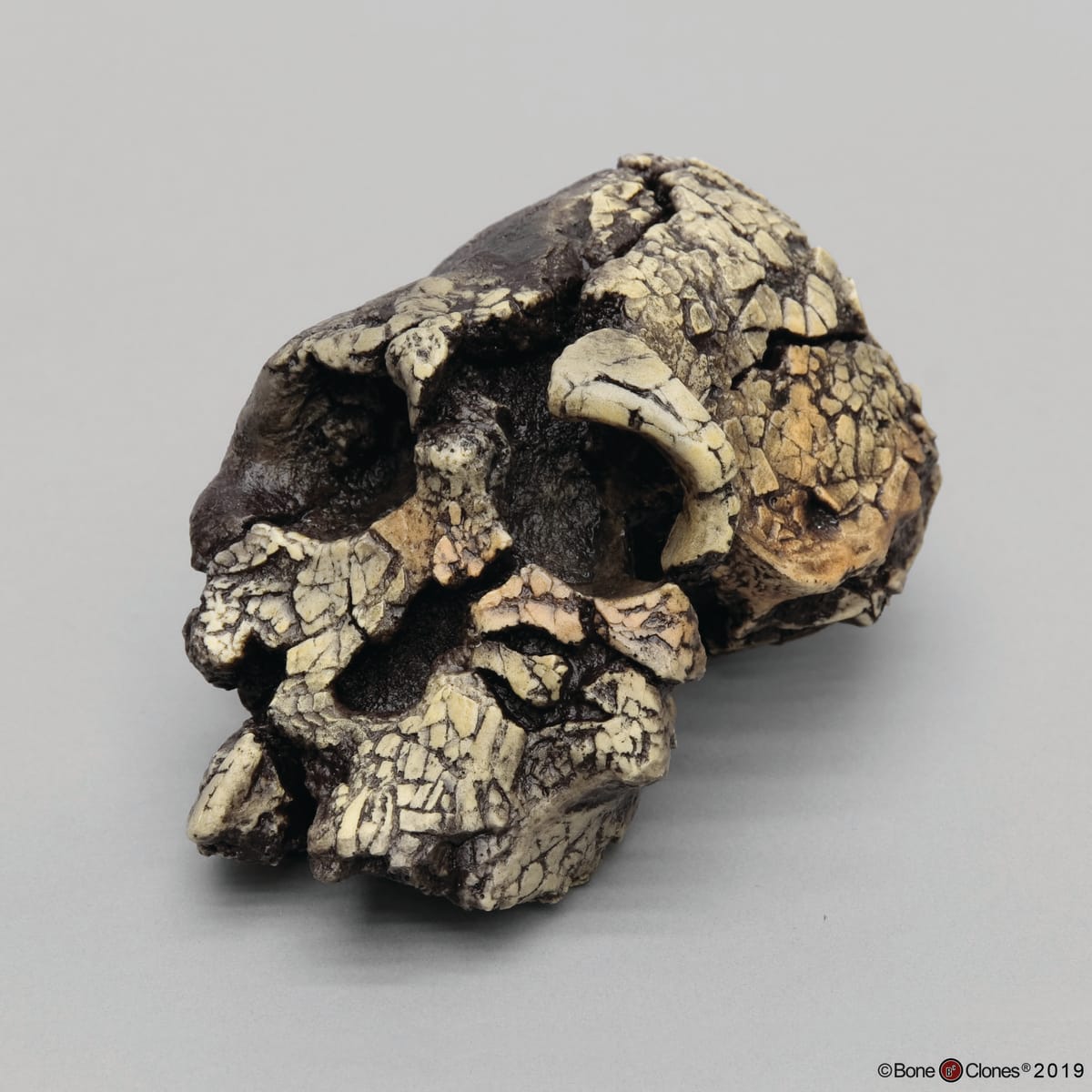 Bone Clones® Hominids Skull Series