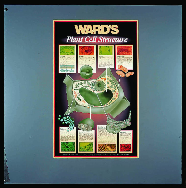 Ward's® Plant And Animal Cell Structure Poster Sets
