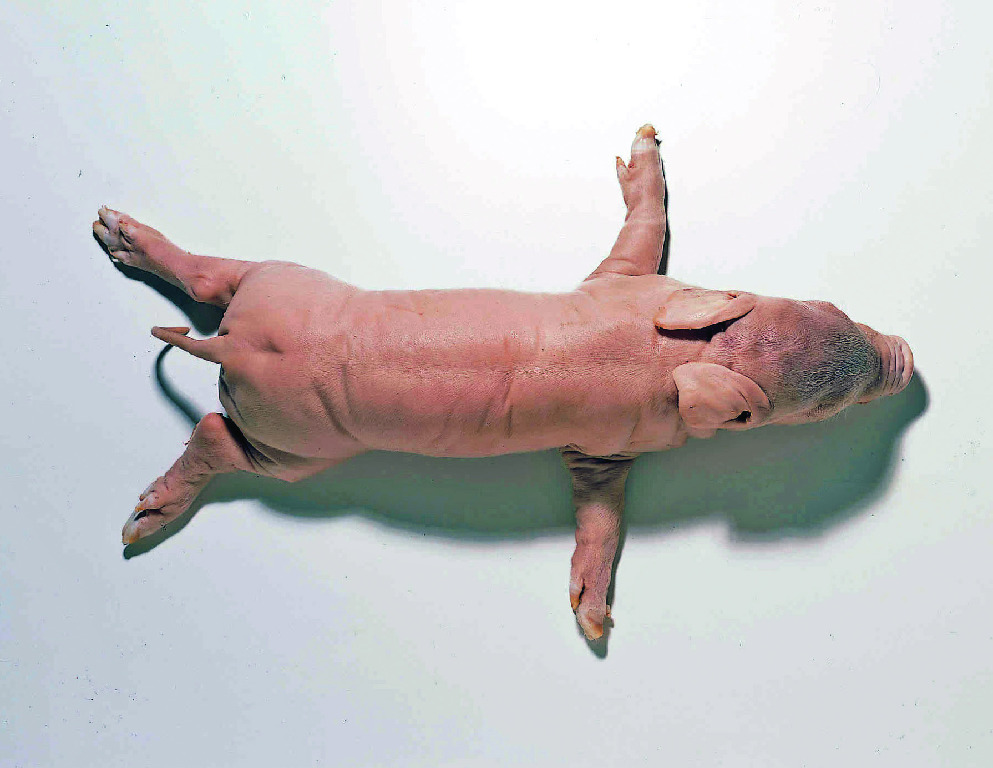 Premium Extended Fetal Pig
