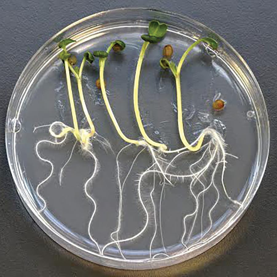 Edvotek® The Dose Makes the Poison: Testing the Environmental Impacts of Pollution