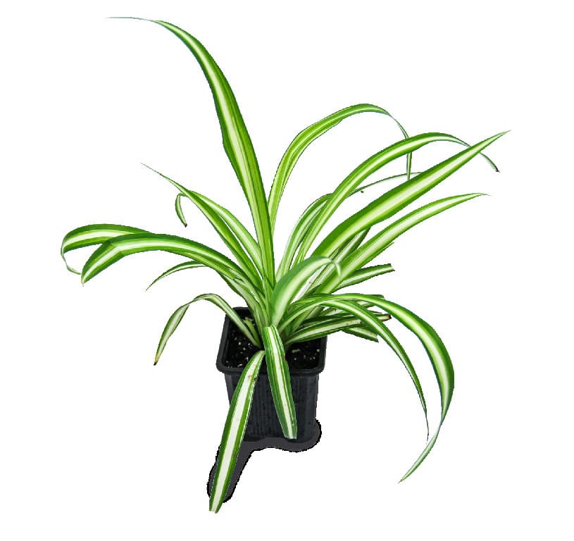 Spider Plant