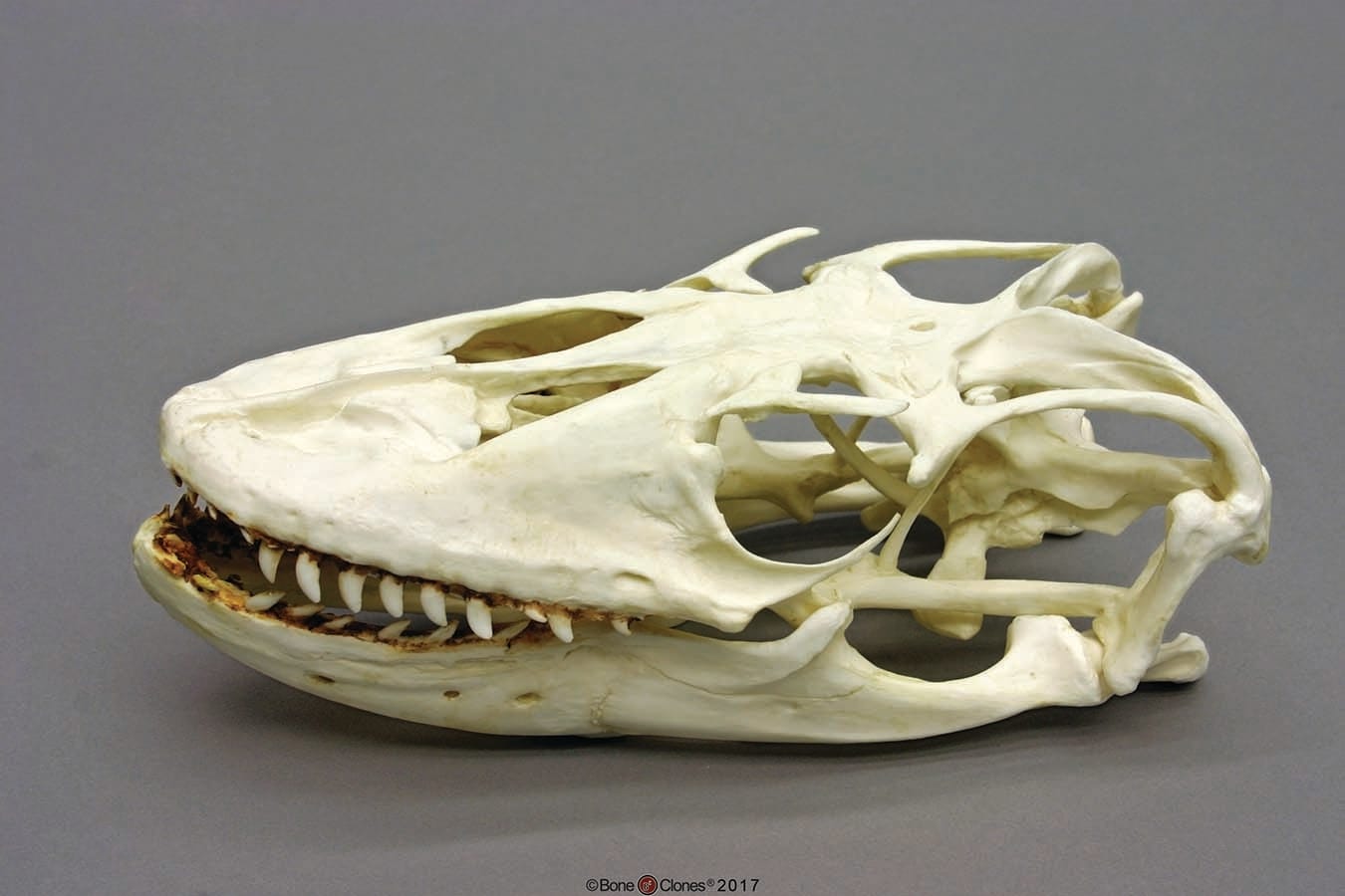 BoneClones® Animal Skulls, Reptilian