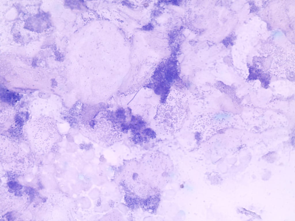 Ward's® Introduction To Microscopes Slides
