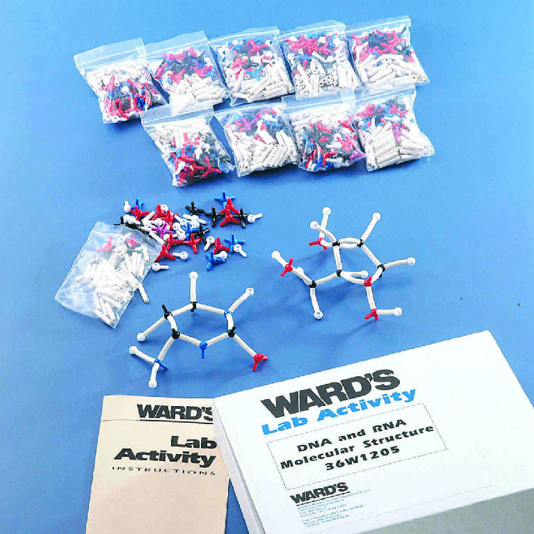 Ward's® DNA And RNA Molecular Structure Lab Activity
