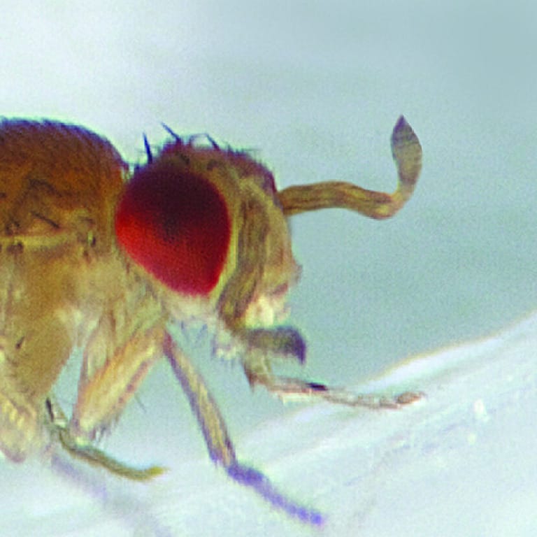 Ward's® Live Drosophila melanogaster - Chromosome III Mutants