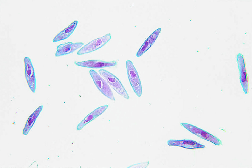 <i>Paramecium caudatum </i>Slide