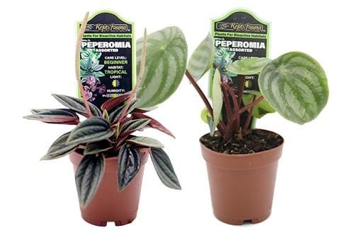 ReptiFauna Peperomia Plants