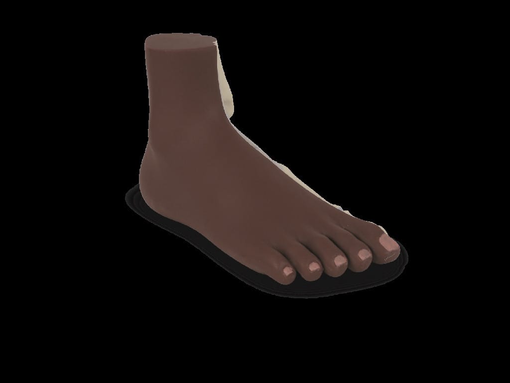 3B Scientific® Foot Structure Models