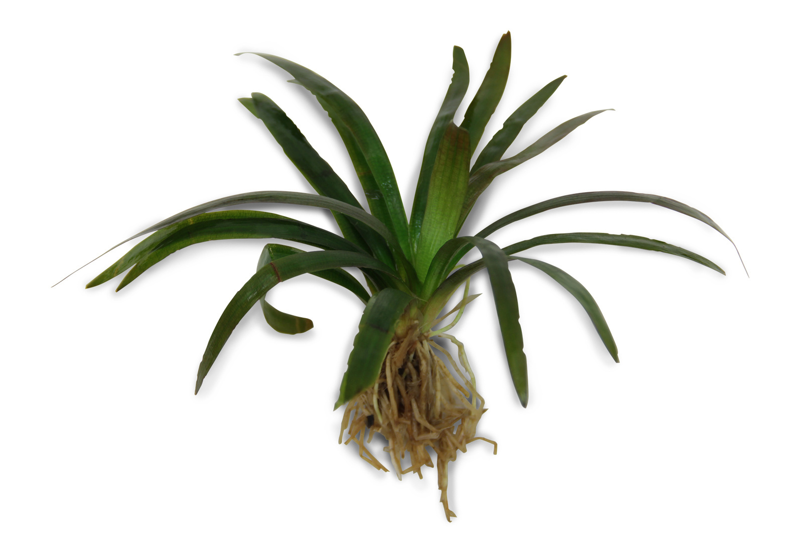 Sagittaria Grass Leaf