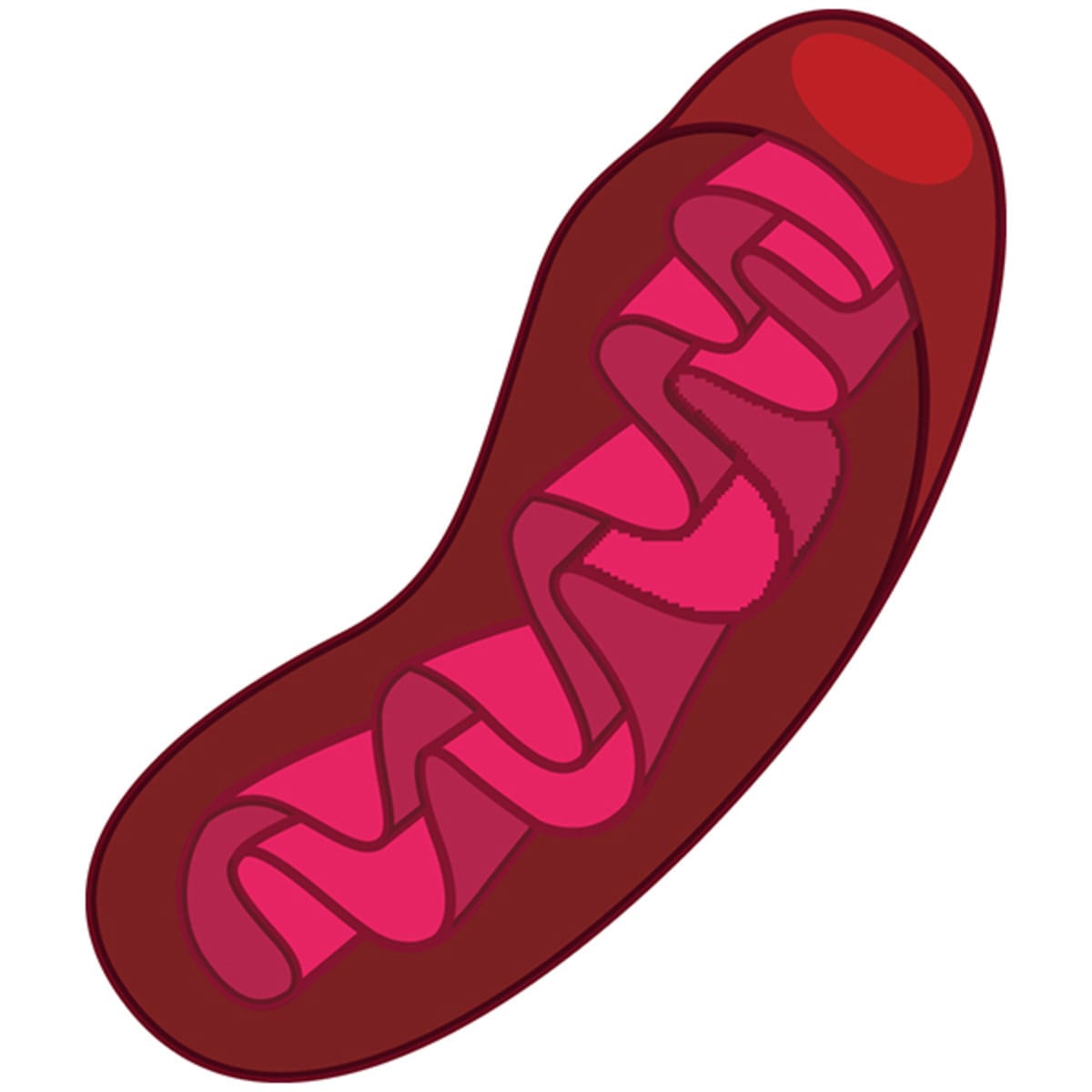 Mother of All Experiments: Exploring Human Origins by PCR of Mitochondrial DNA