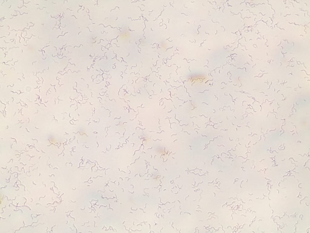 Ward's® Bacterial Form and Structure Slides