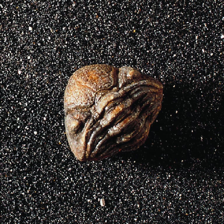 Phacops Species