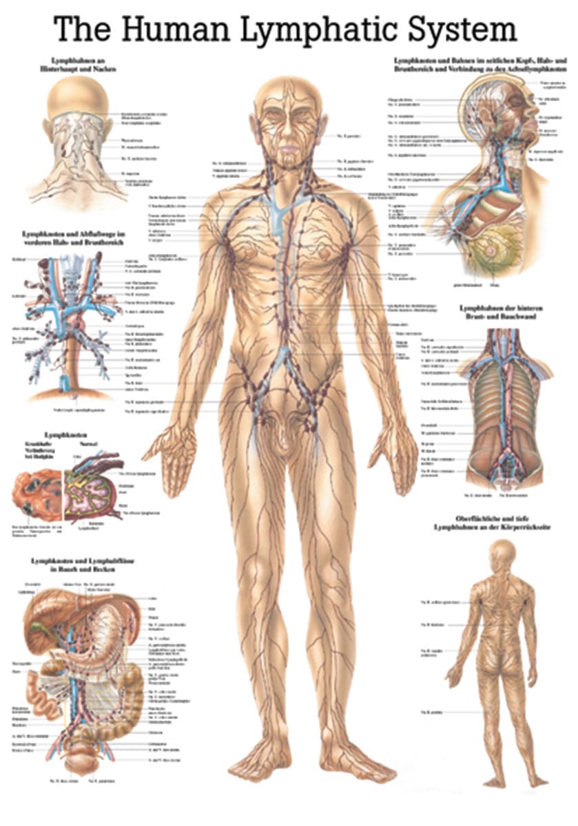 Rudiger Human Systems Charts
