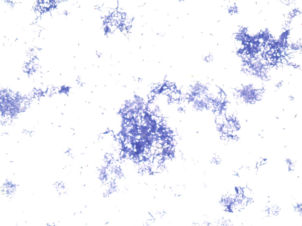 Ward's® Bacterial Form and Structure Slides