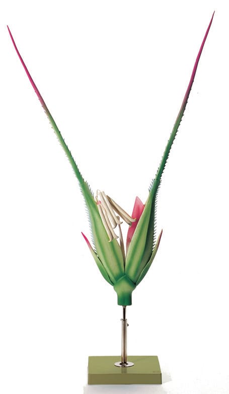 Somso® Rye Spikelet