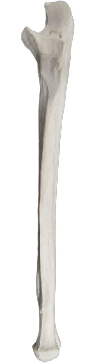 Eisco® Individual Bones