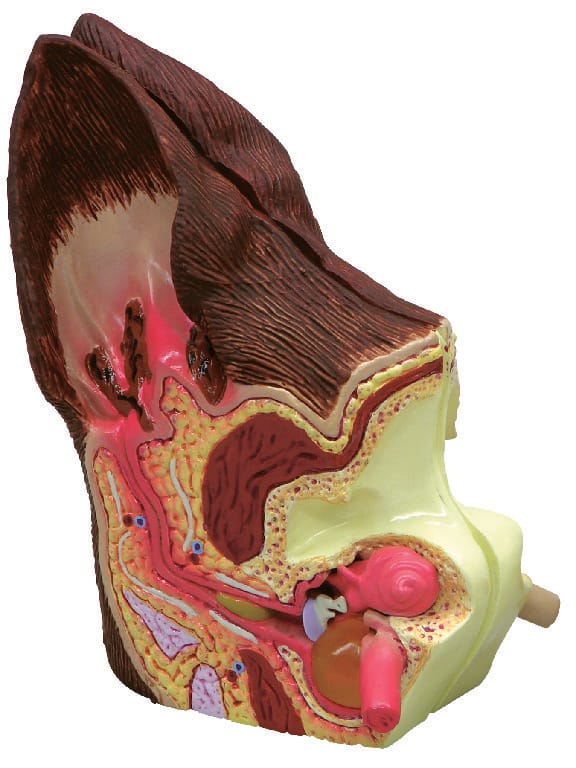 GPI Anatomicals® Canine Ear Model
