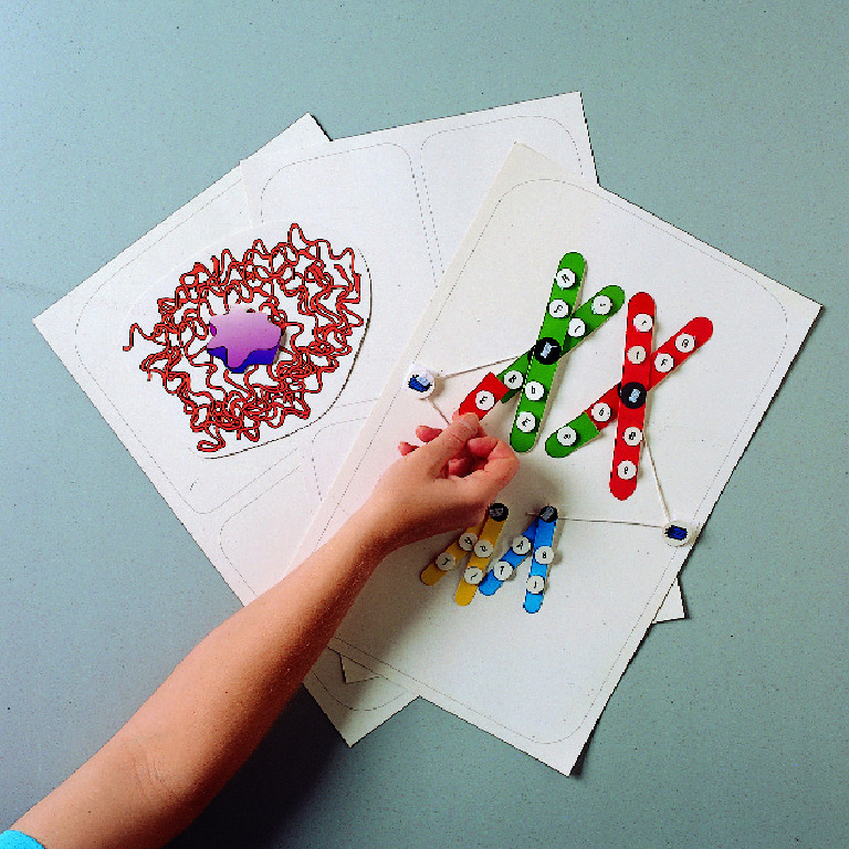 Ward's® Mitosis And Meiosis Manipulative Model