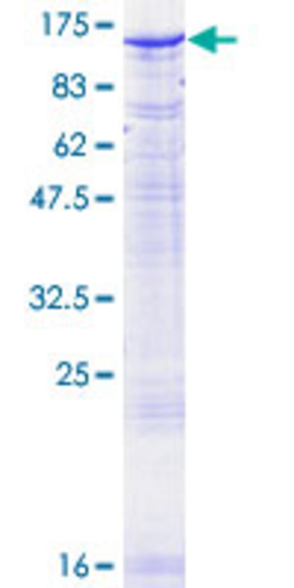Human Recombinant PMS2 (from Wheat germ) | VWR, part of Avantor