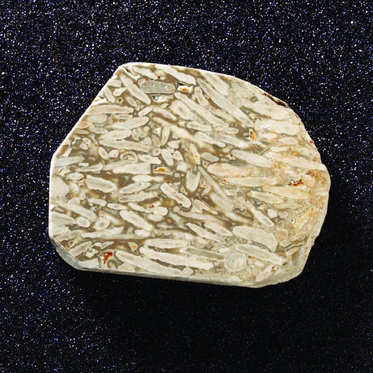 Fusulinid Study Slab (Permian)