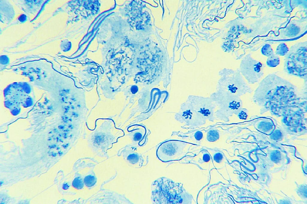 Animal Meiosis Slide