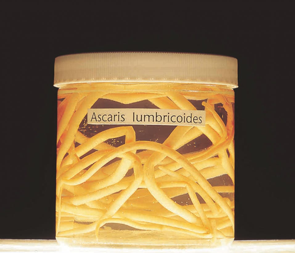 Ward's® Pure Preserved Ascaris lumbricoides