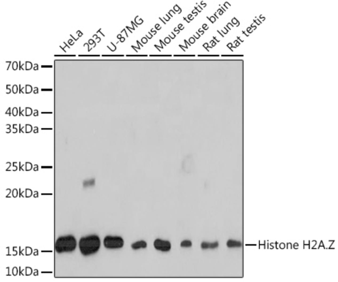 Anti-Histone H2A.Z Rabbit Monoclonal Antibody [clone: ARC1048] | VWR ...