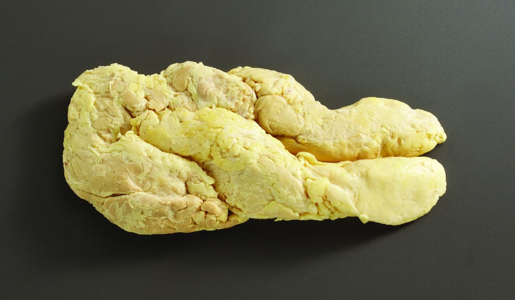 Pig Pancreas