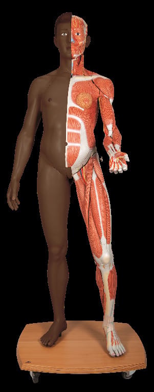 3B Scientific® Life Size Dual Sex Figure