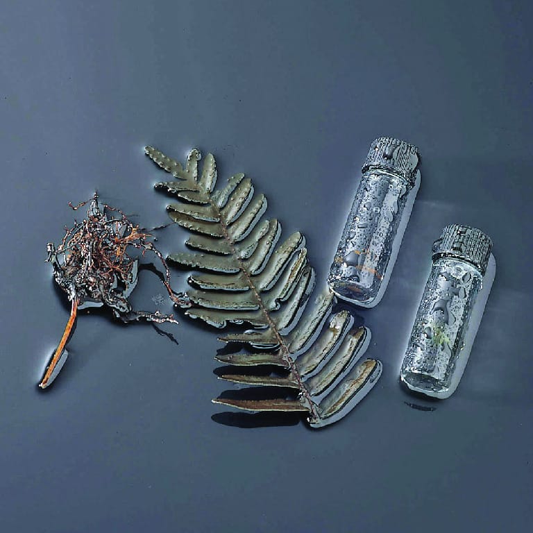 Ward's® Fern Life History Set