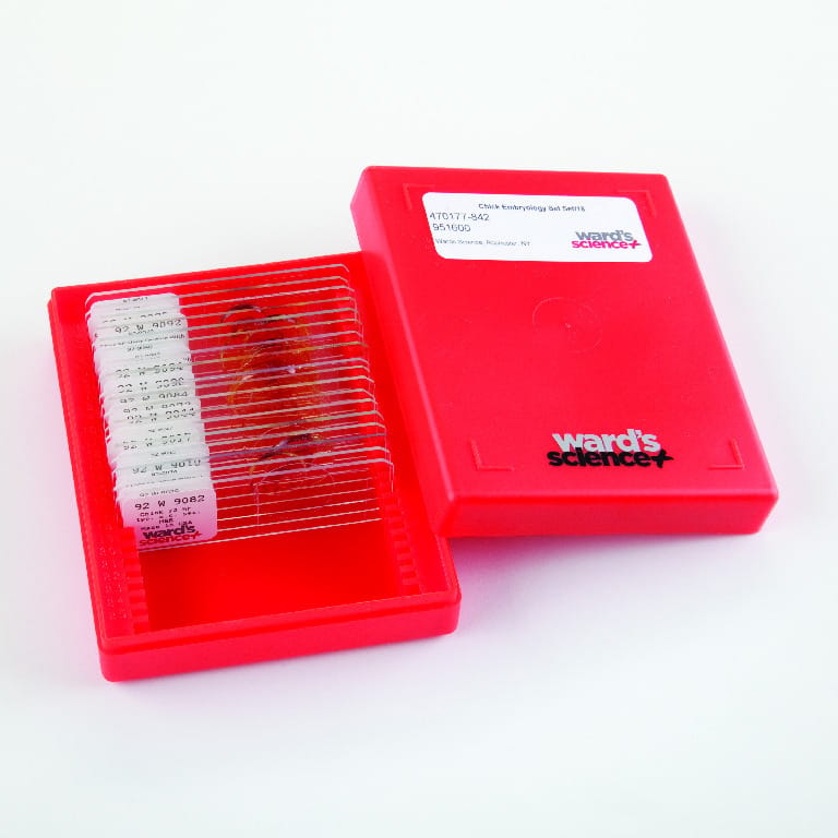 Animal and Plant Cells Slide Set