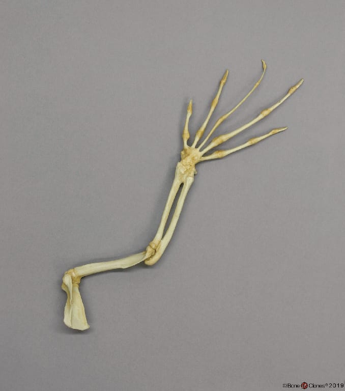 BoneClones® Limbs for Anatomical Comparison