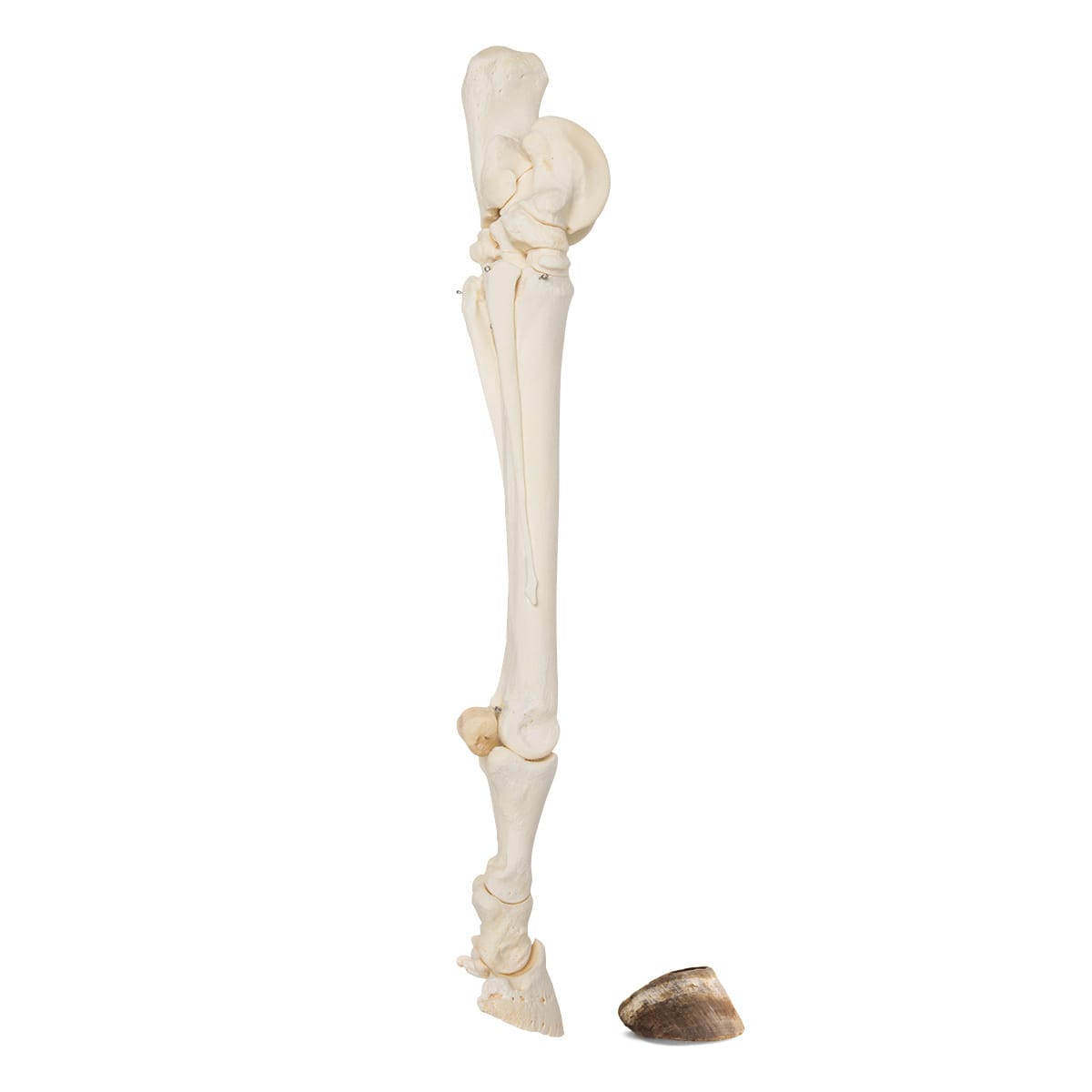 Articulated Horse Limbs