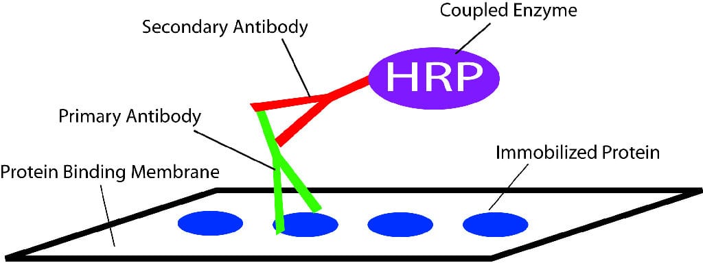 Western Blot Analysis Activity Kit