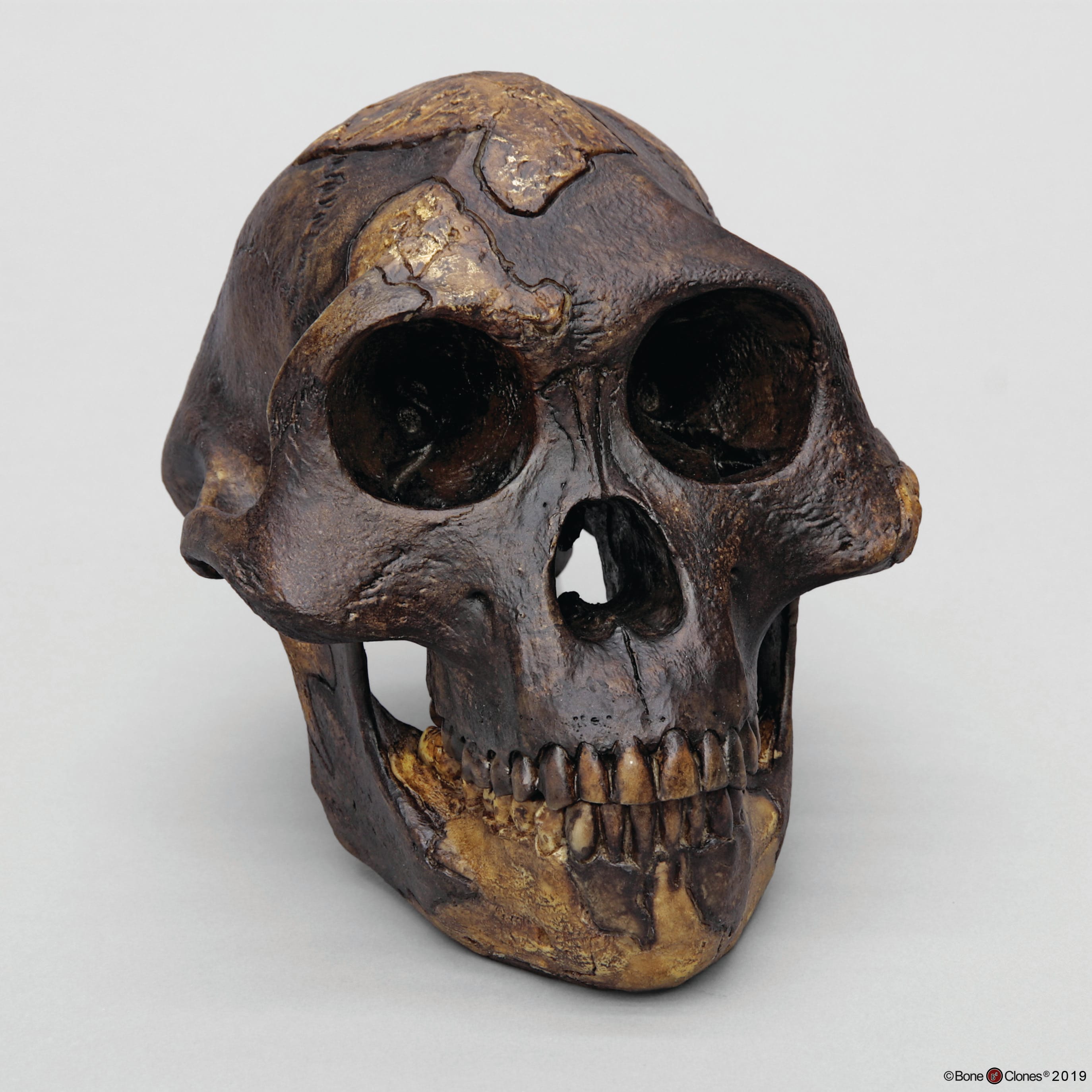 Bone Clones® <i>Australopithecus afarensis</i> Skulls 'Lucy'