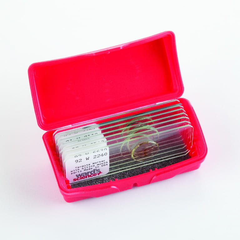 Common House Pests Slide Set