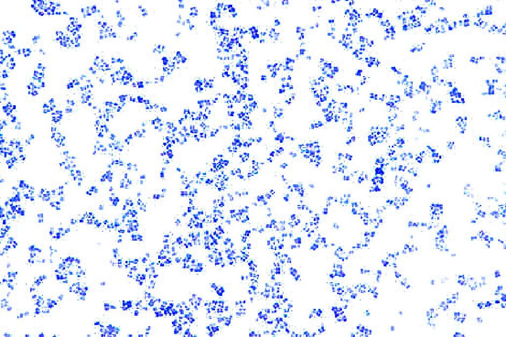 Kocuria rhizophila (Micrococcus luteus) Slide