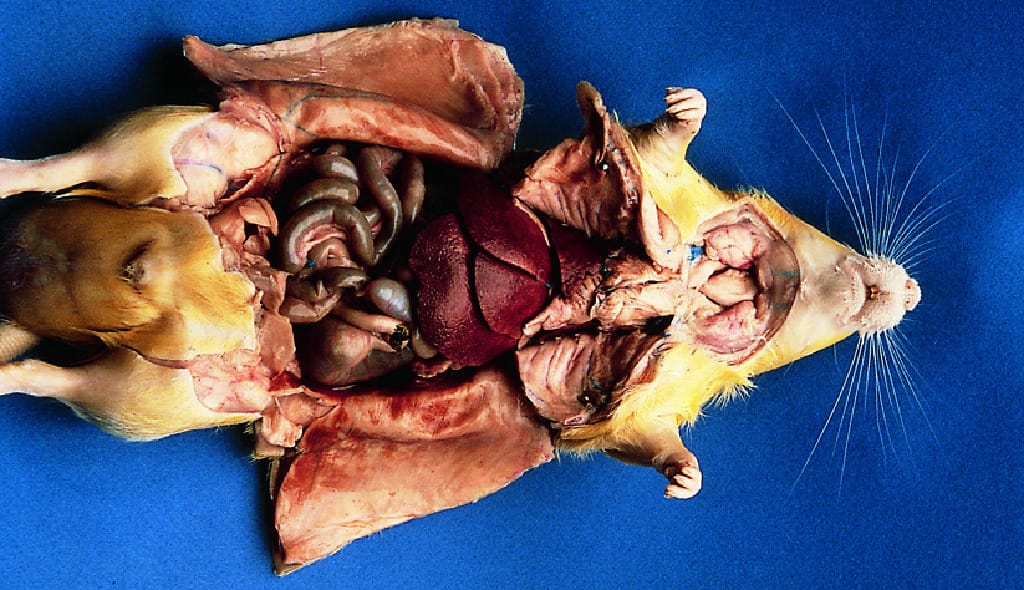 Dissection Videos