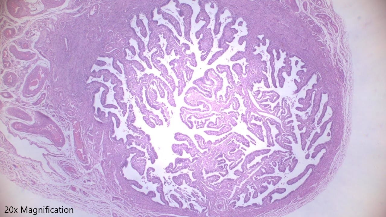 Oviduct, Ampulla Slide