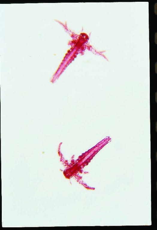 Artemia, Nauplius Stage Slide