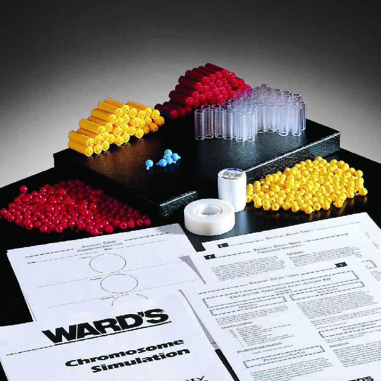 Ward's® Chromosome Simulation Lab Activity